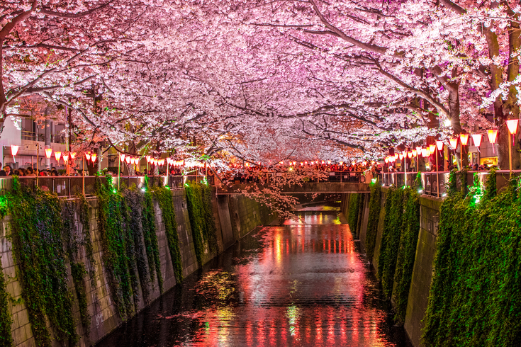 le-hoi-anh-dao-hanami-18 (1).jpg